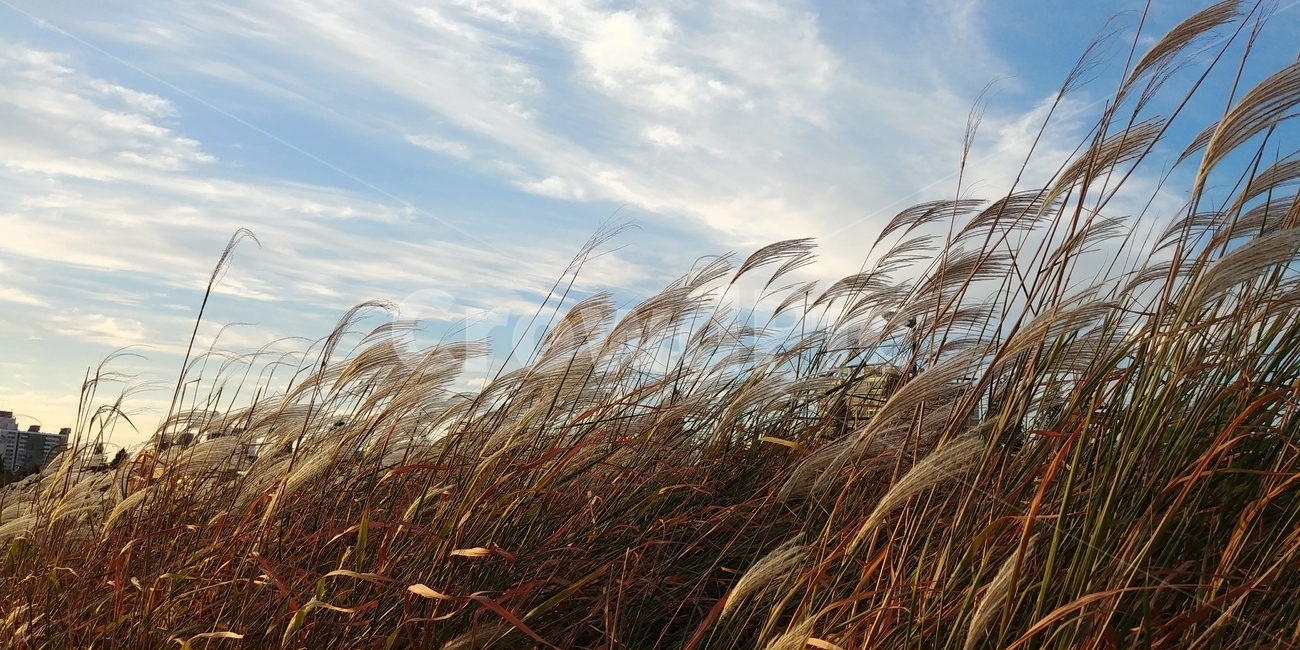갈대,가을,해질녘,하늘,바람,fall,autumn,sky,wind,sunset