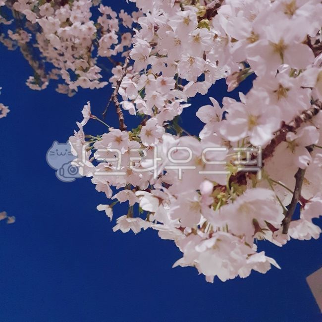 벚꽃,야간,밤벚꽃,야간벚꽃,꽃나무