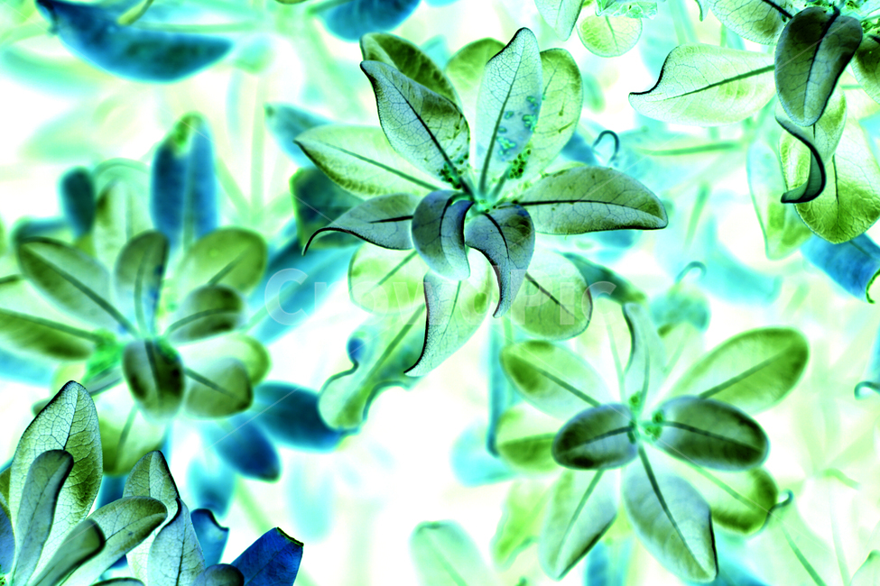 close up,fancy,color,beauty,nature,plant background,beautiful flower,flower,flowersbackground,leaves background,background,flower background,Wallpapers,colorful