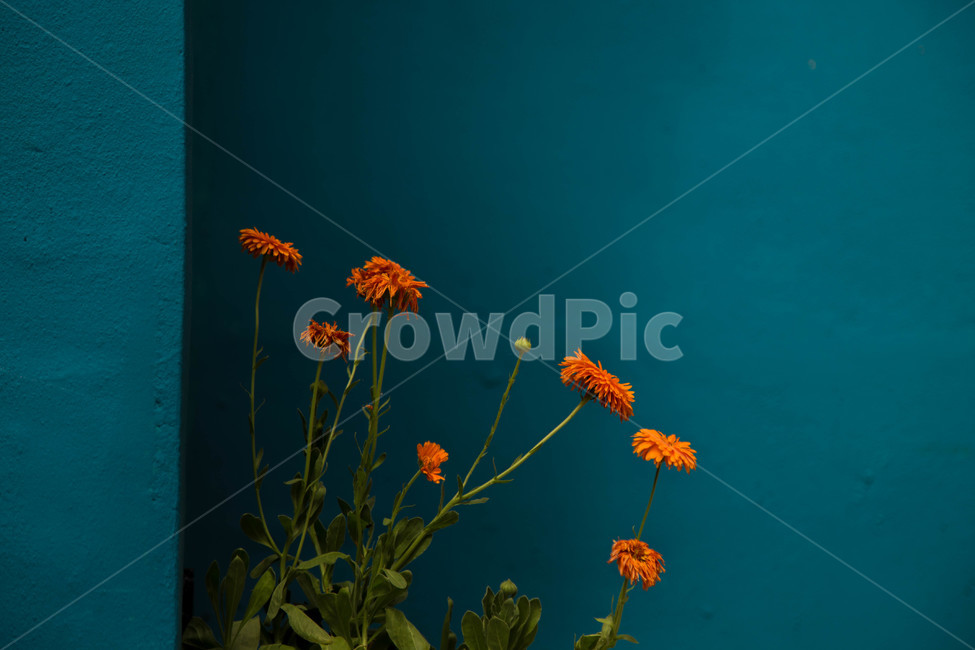 꽃,flower,주황색,파란색,색감
