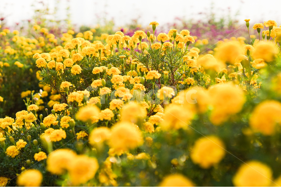 국화,가을,노랑,향기,풍경,꽃,식물,자연,plants,nature,꽃,flower