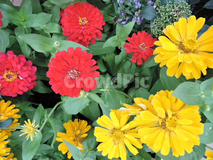 꽃,식물,flower,가든,garden,정원,예쁜,화려한,식물,자연,plants,nature,꽃,flower