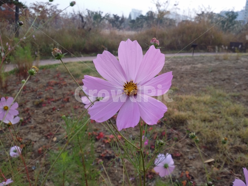 plant,식물,자연,꽃,코스모스,flower,식물,자연,plants,nature,꽃,flower