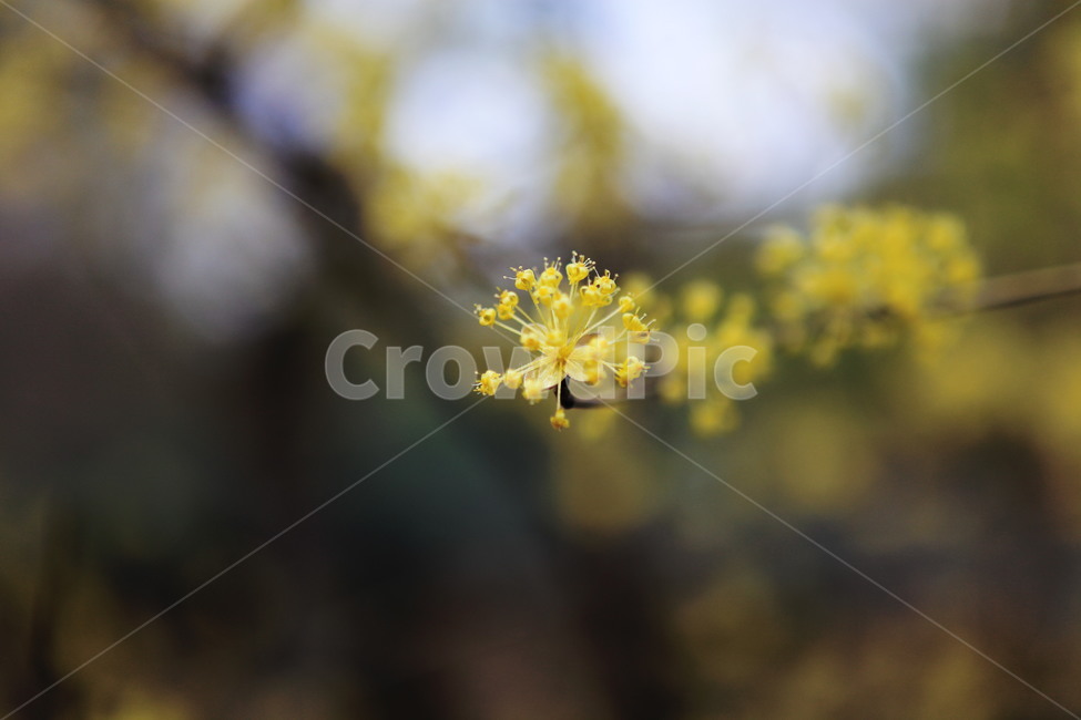 꽃,산수유,봄꽃,감성사진,봄,색감좋은,노란꽃,식물,자연,plants,nature,꽃,flower