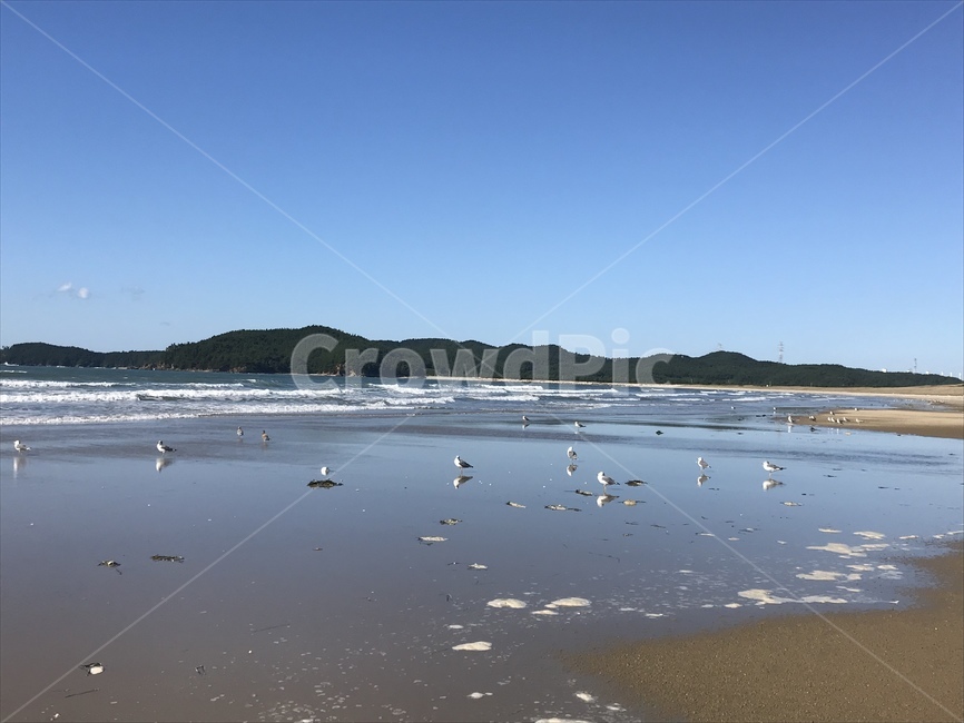 바닷가,바다,갈매기,sea,seaside,seagull,자연,풍경,nature,landscape,해변,바다,beach,sea,동물,animal,조류,새,birds,outdoors,옥외,water,물,land,땅