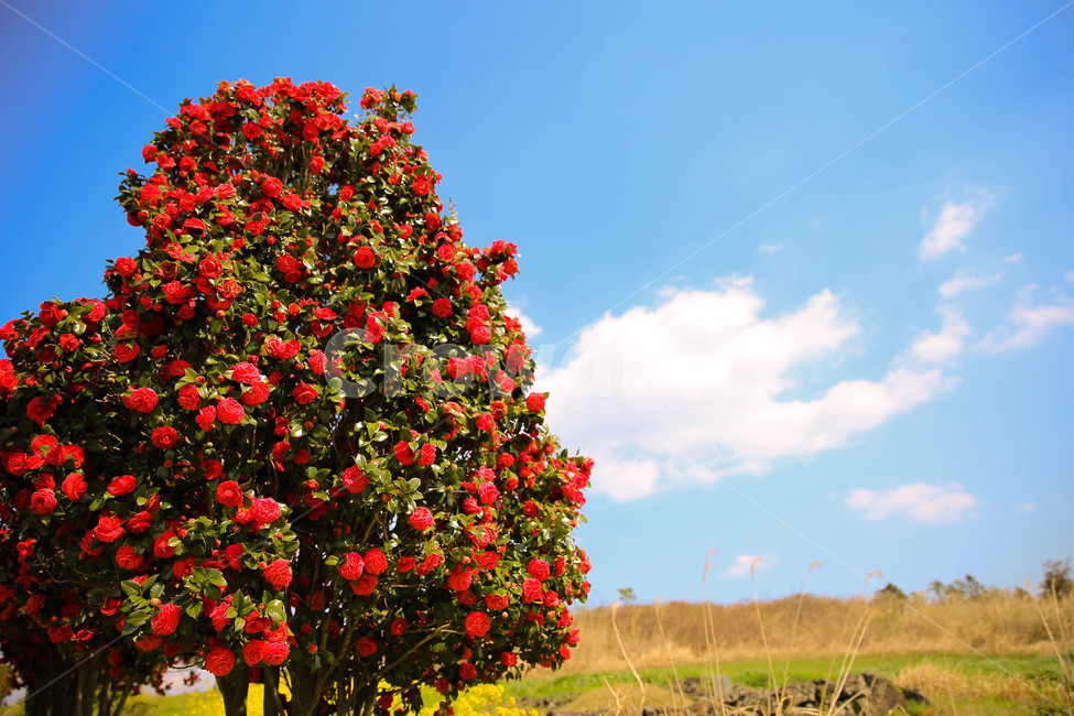 동백꽃,꽃,하늘,구름,나무,제주도,제주,자연,풍경,nature,landscape,식물,plants,꽃,flower,나무,trees,wood,plant,tree