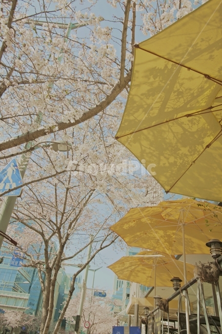 길거리,봄,벚꽃,봄풍경,풍경,spring,cherryblosssom,계절,봄,계절,spring,season,도시,풍경,city,landscape