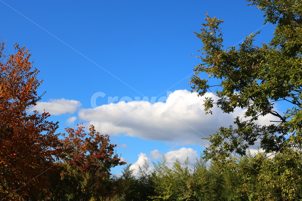 나무,단풍,식물,자연,풍경,가을,구름,하늘,가을,계절,fall,autumn,season,자연,풍경,nature,landscape,outdoors,옥외