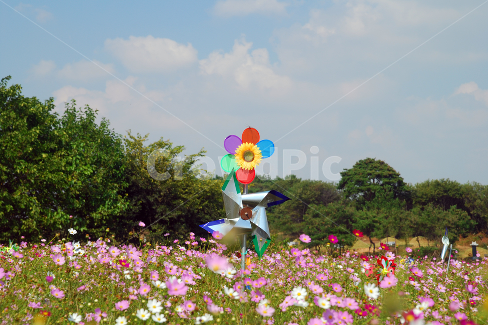 바람개비,코스모스,밭,가을,꽃,꽃밭,코스모스밭,가을꽃,풍경,자연,시골,하늘,구름,배경,백그라운드,나무,숲,장식,장식물,장식품,해바라기,모양,가을,계절,fall,autumn,season,자연,풍경,nature,landscape