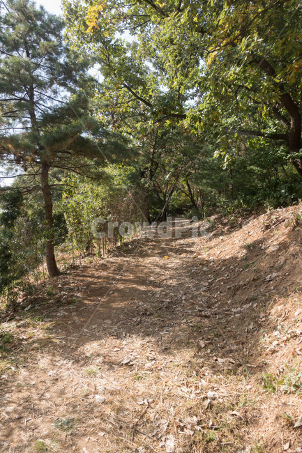 산책길,언덕길,바닥,식물,ground,나무,plant,자연,풍경,nature,landscape