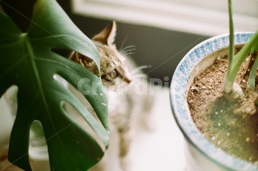 고양이,새끼고양이,화분,자연,동물,아름다운,필름사진,감성사진,반려묘,사랑,애착,흙,식물,가족,동물,animal,포유류,mammal,고양이,cat,kitten,kitty,감성,sensible,feeling