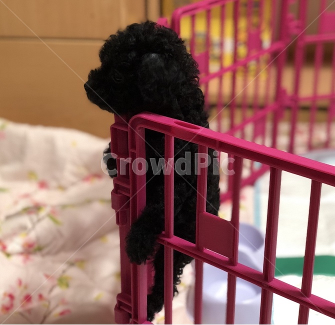 강아지,울타리,푸들,답답함,puppy