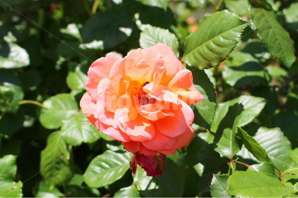 감성사진,자연,하늘,꽃,장미,색감,보정,flower,sky,summer,nature,식물,자연,plants,nature,꽃,flower