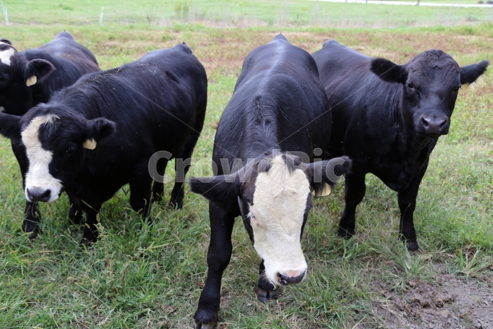 미국소,까만소,검정소,목장,미국목장,동물,animal,포유류,mammal,산업,industry,industrial,목축업,목장,livestock farming,ranching,pasture