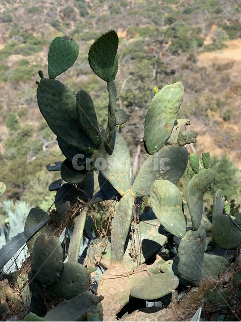 식물,식물도감,선인장,사막,여름,plant,cactus,식물,자연,plants,nature