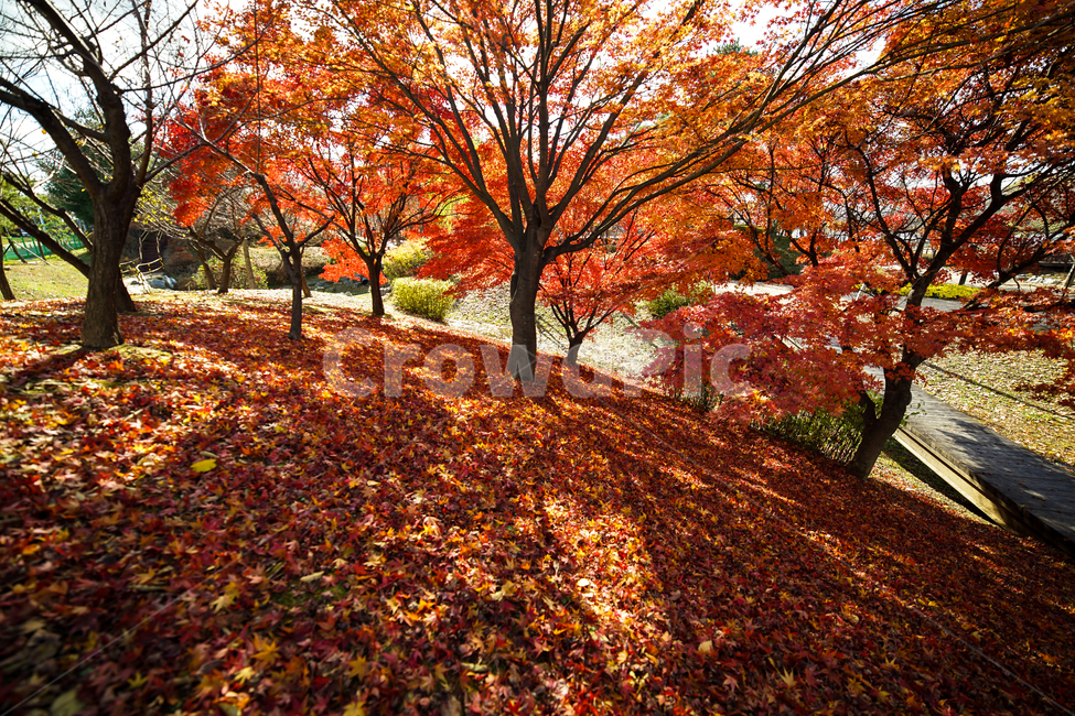 단풍,나무,낙엽,가을,계절,감성,공원,식물,자연,가을,계절,fall,autumn,season,자연,풍경,nature,landscape,식물,plants,나무,trees,wood,leaf,잎,plant,maple,tree