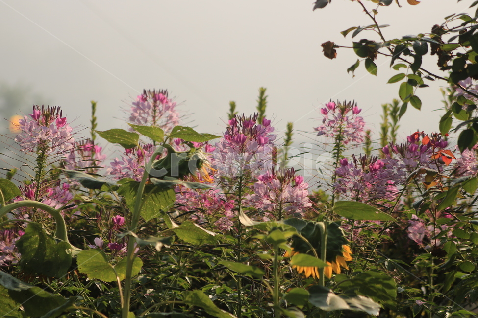 plant,식물,flower,꽃,blossom
