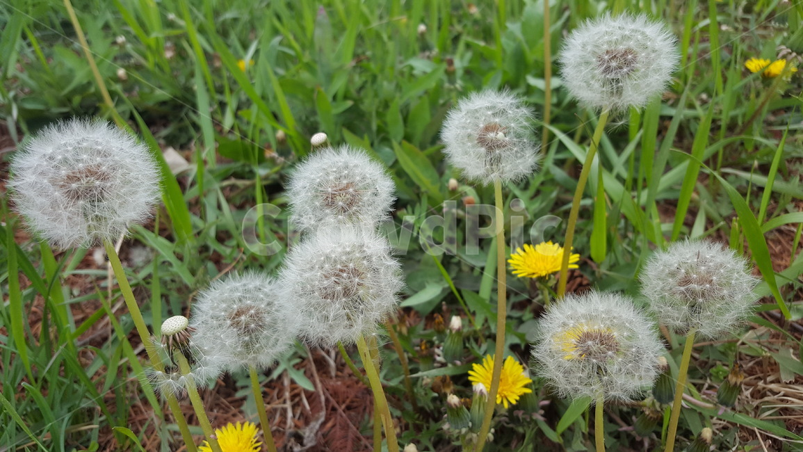 민들레,꽃,야생화,식물,홀씨,식물,자연,plants,nature