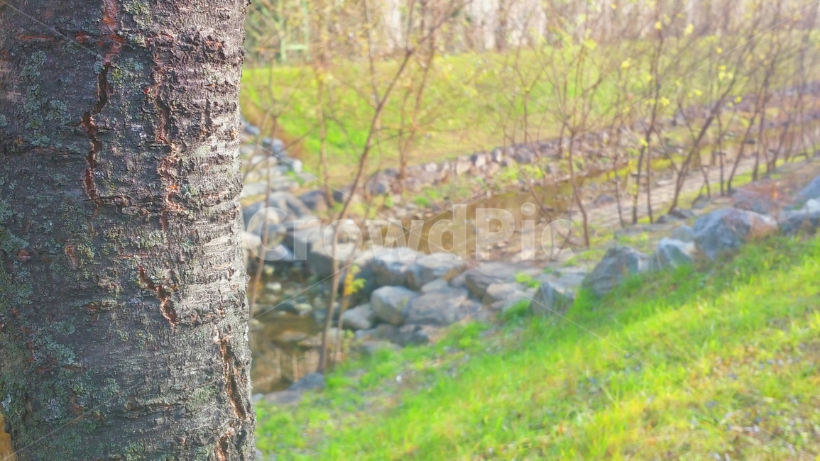 plant,식물,tree,나무,treetrunk,나무줄기,봄,개울,돌다리,풀,자연