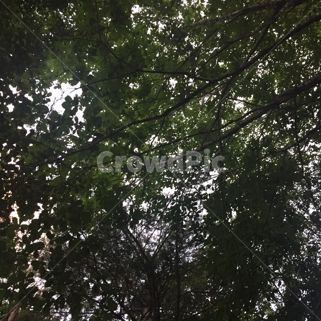 나무,숲,자연,나뭇잎,숲속,힐링