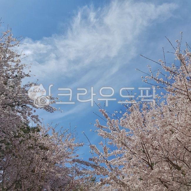 꽃,벚꽃,cherryblossom,하늘,구름,자연,blossom,식물,flower,꽃나무,분홍색,하늘색