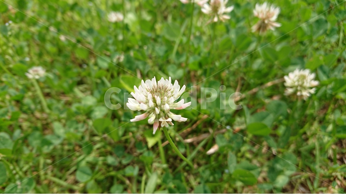 식물,풀밭,풀,토끼풀,토끼풀꽃,클로버,클로버꽃,clover,그린,꽃,흰꽃,식물,자연,plants,nature,꽃,flower