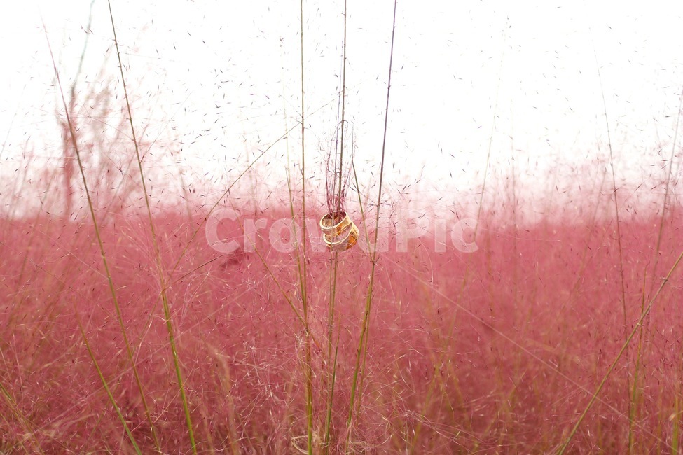 핑크뮬리,커플링,꽃,가을,핑크,가을,계절,fall,autumn,season,사물,물건,오브젝트,thing,object,matter,plant,식물,grass,잔디