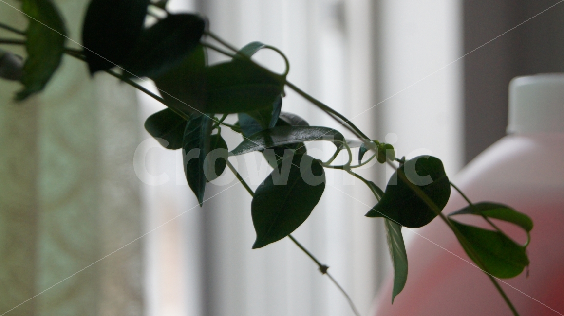 식물,집,집에서,아웃포커싱,멋있는사진,식물,자연,plants,nature,감성,sensible,feeling