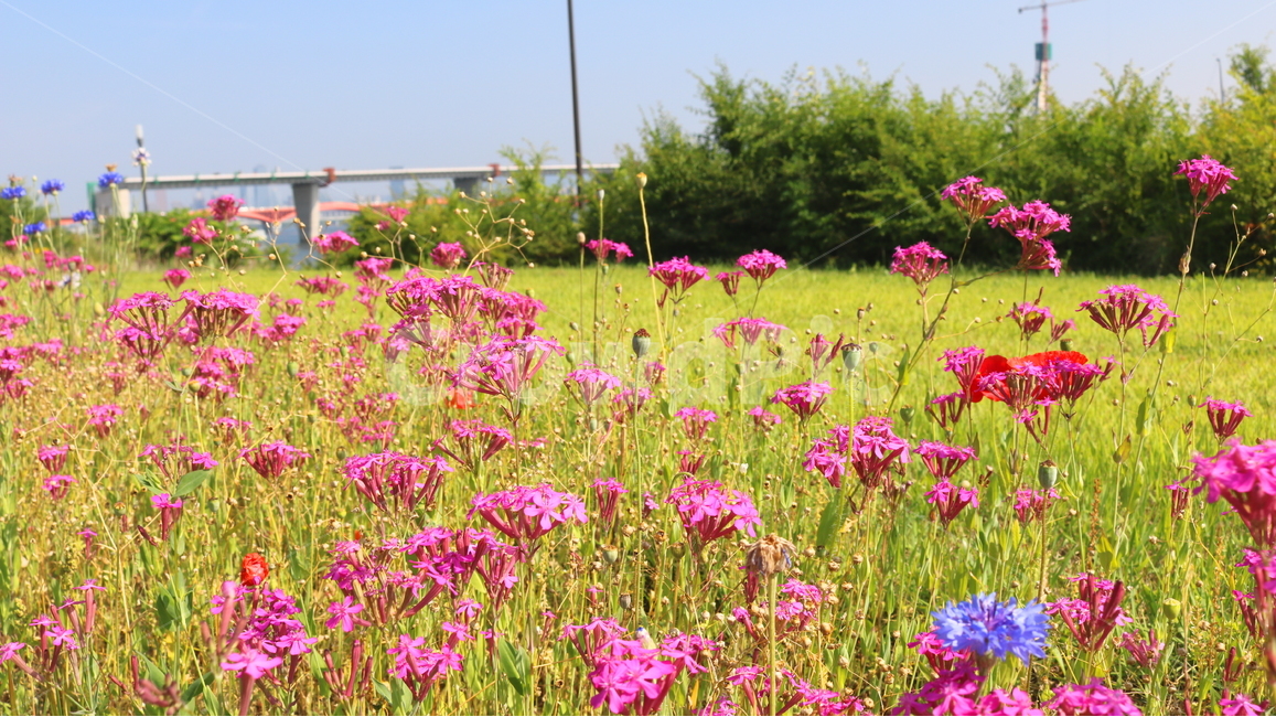 꽃,끈끈이대나물,식물,석죽과,자연,끈끈이대나물꽃,야생화,식물,자연,plants,nature,꽃,flower
