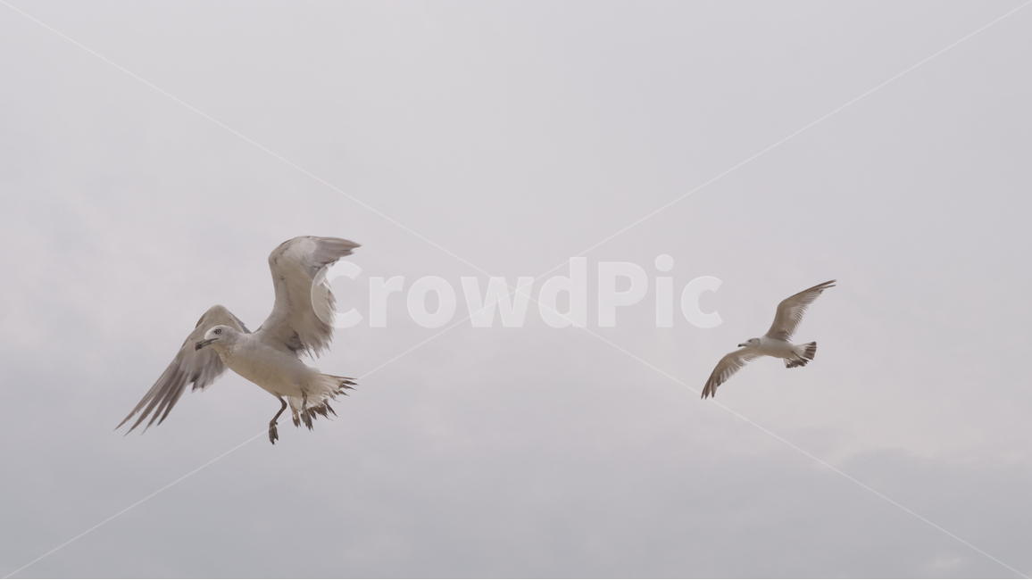 갈매기,새,seagull,비행,하늘,bird,동물,animal,조류,새,birds