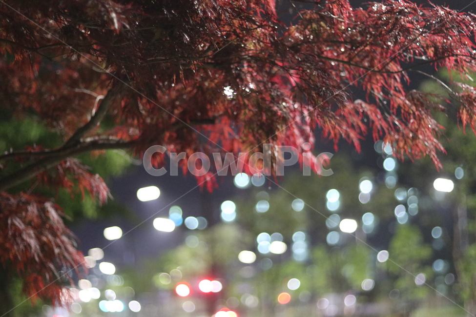 야경,우중,단풍,붉음,보케,가을,계절,fall,autumn,season,식물,자연,plants,nature,tree,나무,plant,leaf,잎,maple