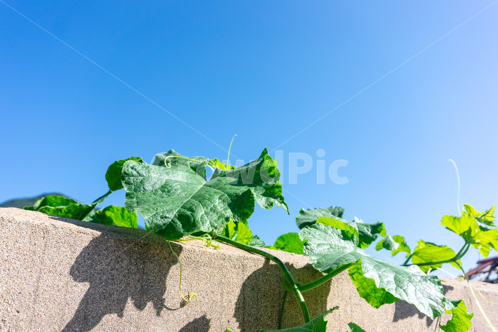 호박잎,담,하늘,자연,식물,넝쿨,식물,자연,plants,nature