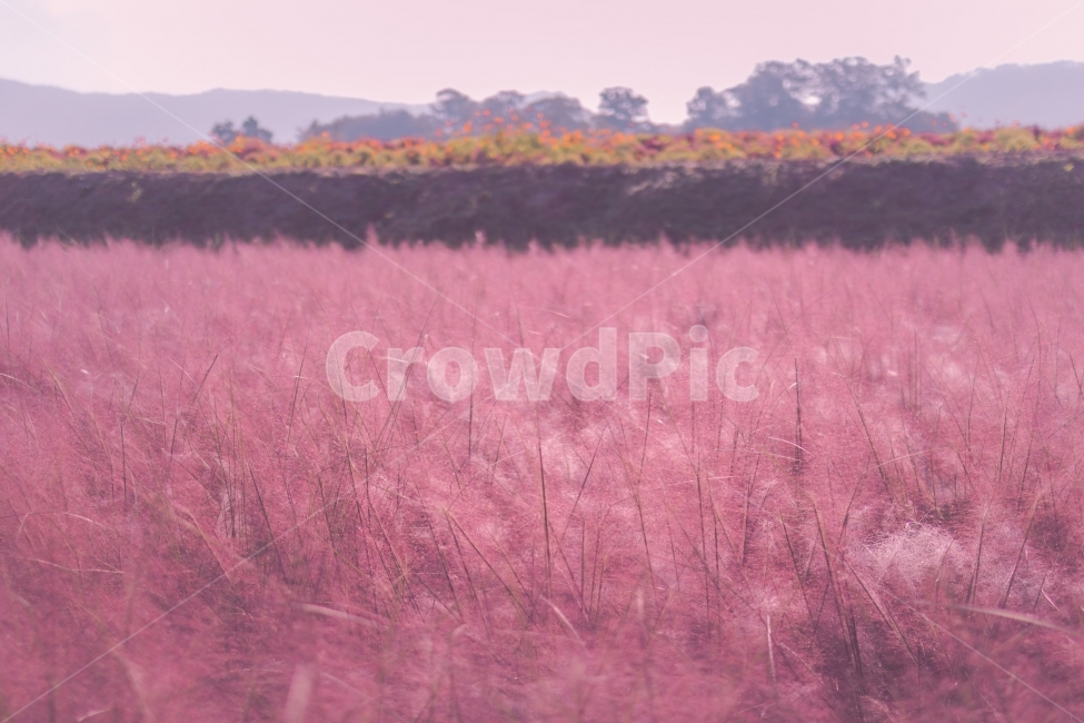 핑크뮬리,핑크색,갈대,자연,배경,가을,계절,fall,autumn,season,식물,자연,plants,nature,감성,sensible,feeling,field,들,grassland,목초지,outdoors,옥외