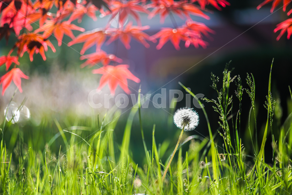 민들레,홀씨,아침빛,빛내림,공원,5월,식물,자연,plants,nature,꽃,flower