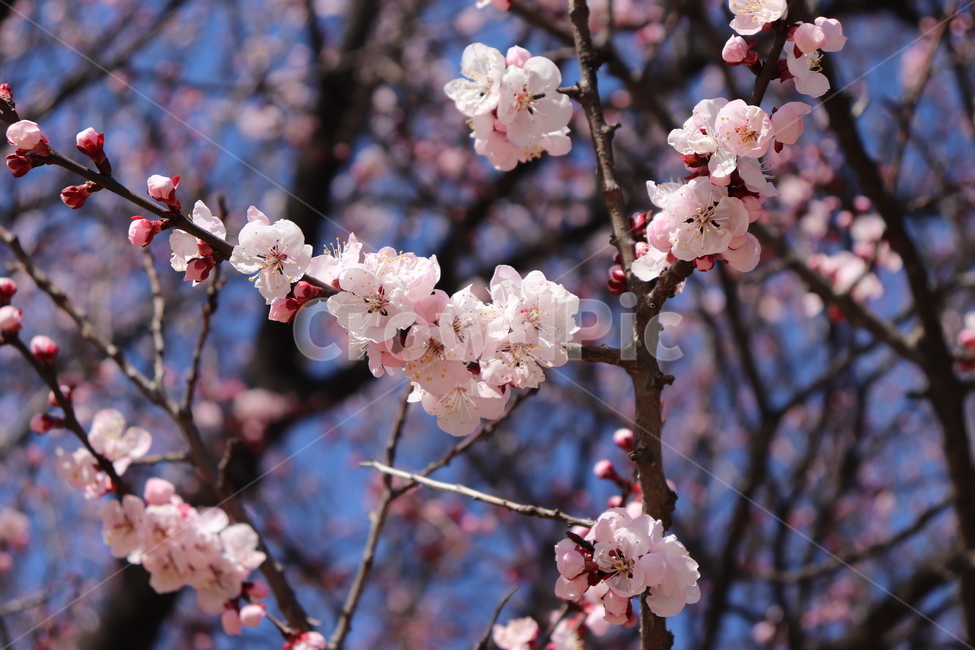 plant,식물,blossom,꽃,flower,벚꽃,봄,나무,만개,활짝,꽃피다,꽃핀