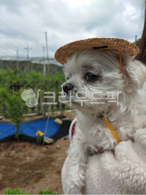 말티즈,밀짚모자,시골강아지,농사,텃밭,반려견,강아지,시골,모자,평화,반려동물,동물,개,주말농장,옥외,자연,pet,dog,puppy,outdoor