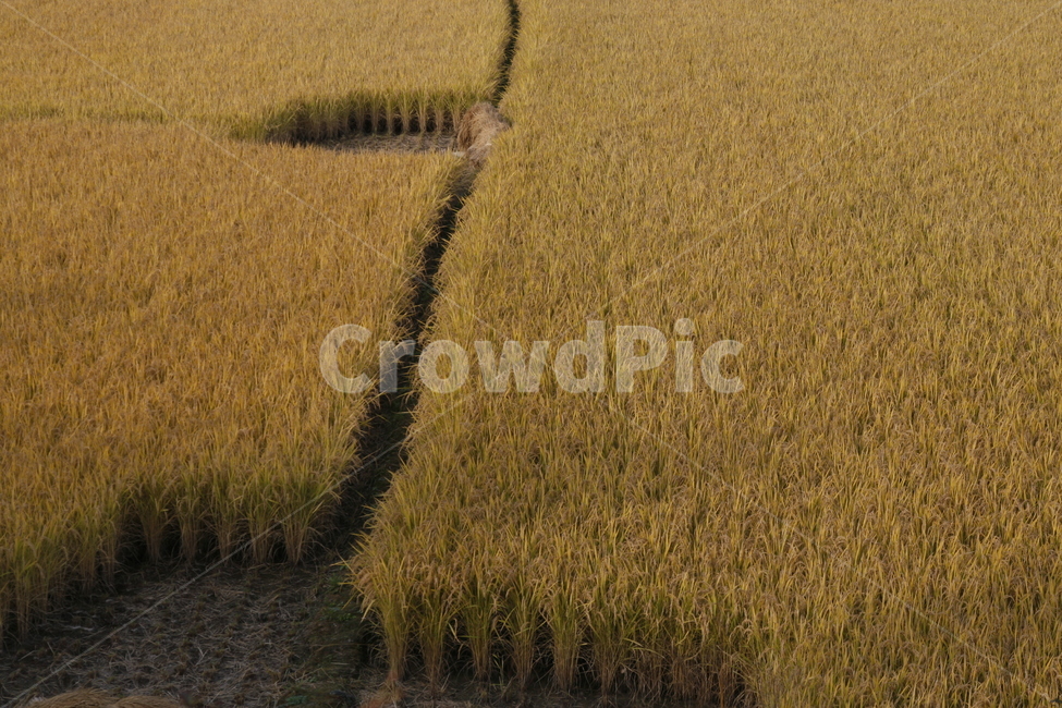 가을,황금들녁,벼농사,추수,수확,가을,계절,fall,autumn,season,곡류,곡식,cereals,산업,industry,industrial,농업,농사,agriculture,farming,farming industry,nature,자연,outdoors,옥외,field,들,grassland,목초지,paddy field,패디 필드