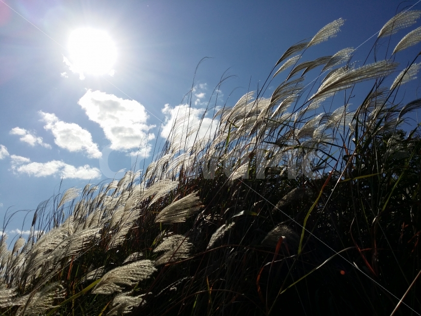sky,Hangang Park,natural scenery,strength,plant,autumn,Soft,Upsae