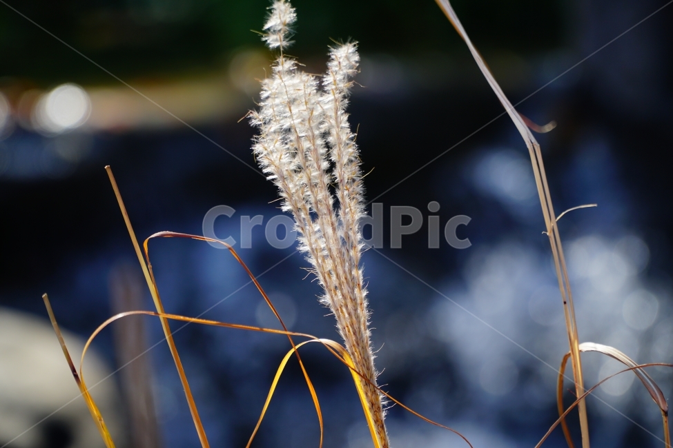 억새풀,갈대,식물,자연,풀,나무,풍경,nature,landscape,plants,감성,한국자연,한국,한국적인,korea,계절,season,가을,fall,autumn,tree,11월,감성사진,스냅,스냅사진,snap,snapshot,November,한국풍경,빛망울,보케,가을,계절,fall,autumn,season,식물,자연,plants,nature,plant,grass,잔디,lawn