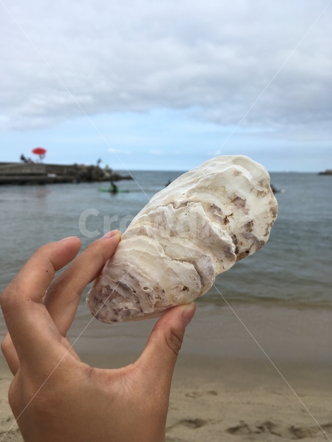oyster,cave,ocean,oyster shell,pretty sea photo,seashell,sea photo,pretty seashell