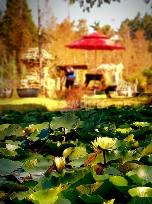 꽃,연꽃,노란색,yellow,flower,lotus,식물,자연,plants,nature