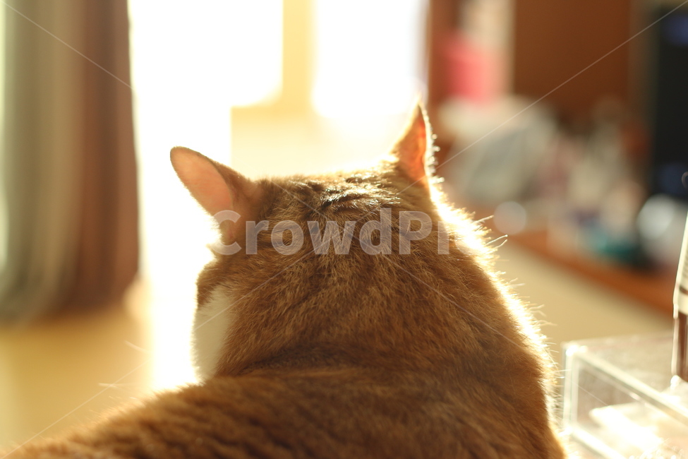 노란,고양이,햇살,줄무늬,뒷모습,동물,animal,포유류,mammal,고양이,cat,kitten,kitty