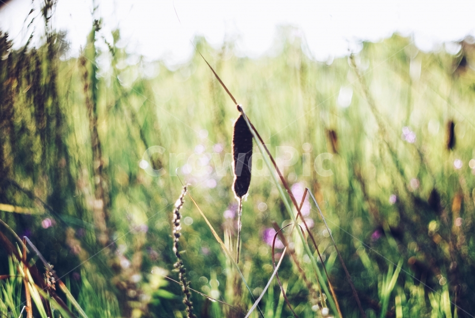 가을,감성,녹색,부드러움,꽃,식물,자연,plants,nature,감성,sensible,feeling
