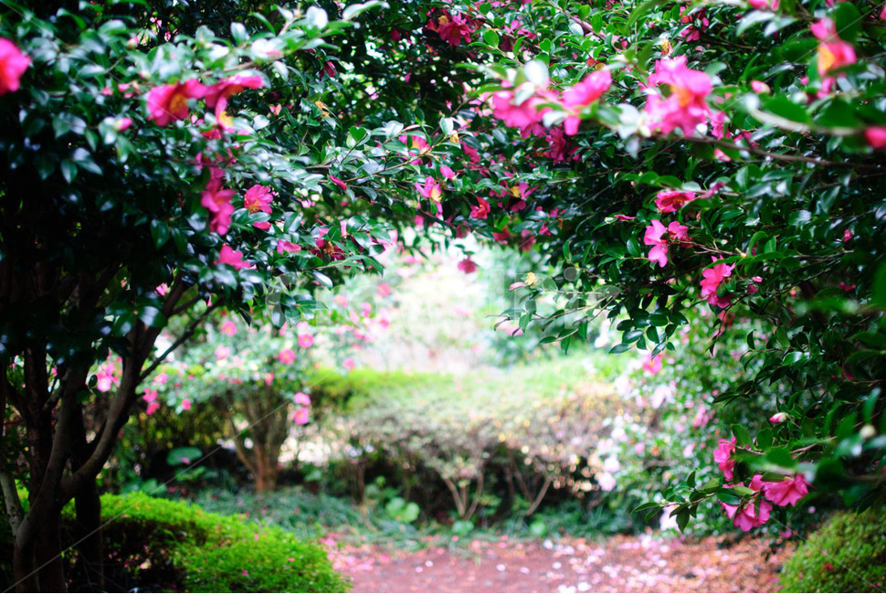 제주도,동백꽃,겨울,나무,꽃,식물,자연,jeju,camellia,winter,tree,flowers,plants,nature,식물,자연,plants,nature,꽃,flower