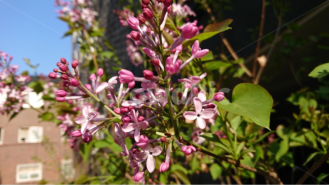 꽃,봄꽃,5월,라일락,수수꽃다리,핑크색,보라색,연보라색,봄,계절,spring,season,식물,자연,plants,nature,꽃,flower,plant,blossom