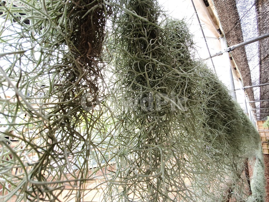 plant,식물,자연,초록색,연두색,실내정원,식물,자연,plants,nature