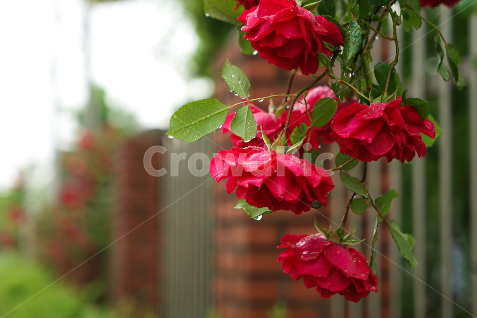 장미,가시,봄비,넝쿨,꽃,식물,자연,plants,nature,꽃,flower