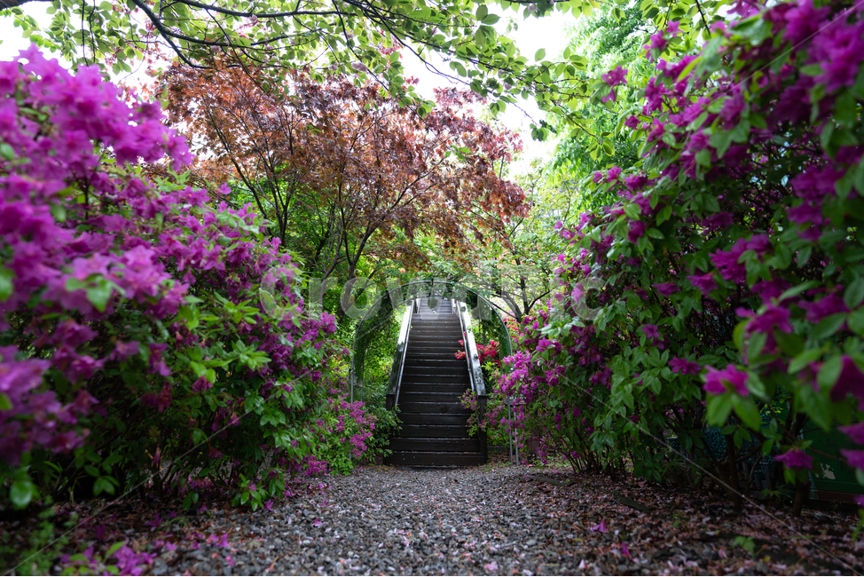 보라꽃,철쭉,꽃길,나무,자연,flower,자연,풍경,nature,landscape,식물,plants,꽃,flower,outdoors,옥외,garden,정원,arbour,정자