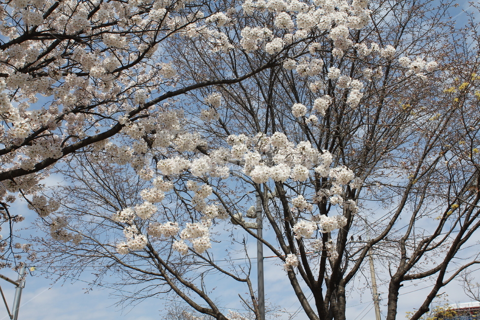 벚꽃나무,벚꽃,나무,봄,봄꽃,자연,풍경,봄,계절,spring,season,식물,자연,plants,nature,꽃,flower,나무,trees,wood,plant,blossom