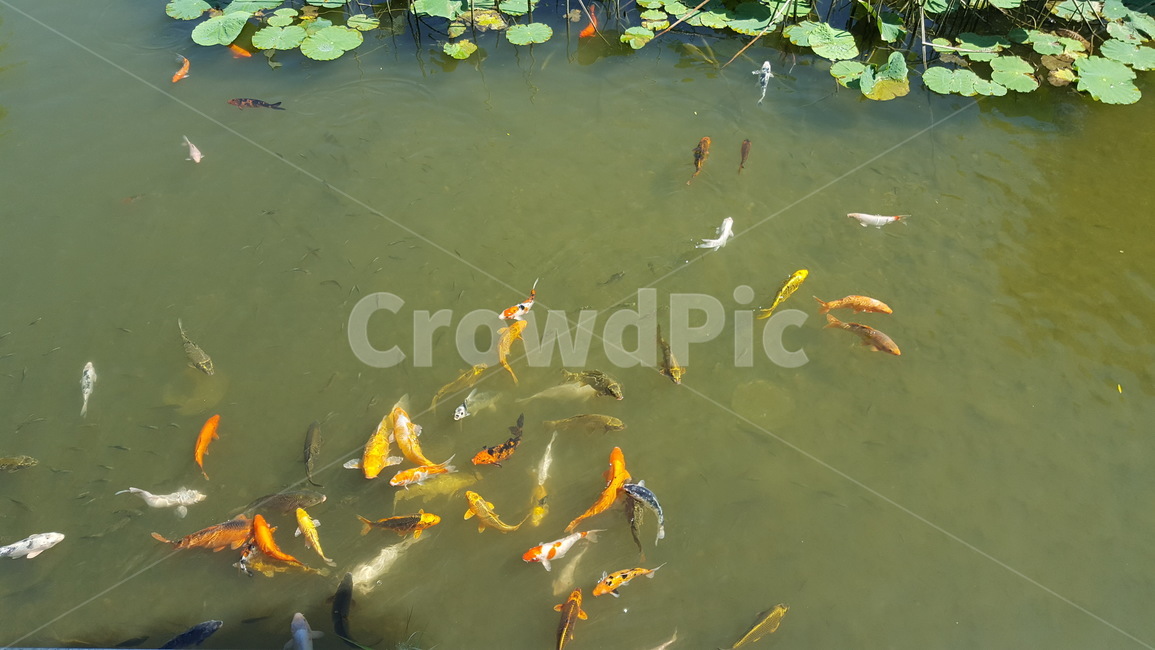 월미도,전통정원,물고기,연못,연꽃,wolmido,traditionalgarden,fish,pond,lotus